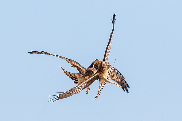 On your tail......