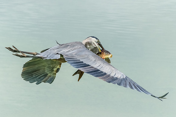 Fish to go......
