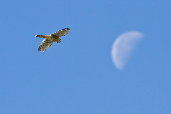 Hunting with the moon