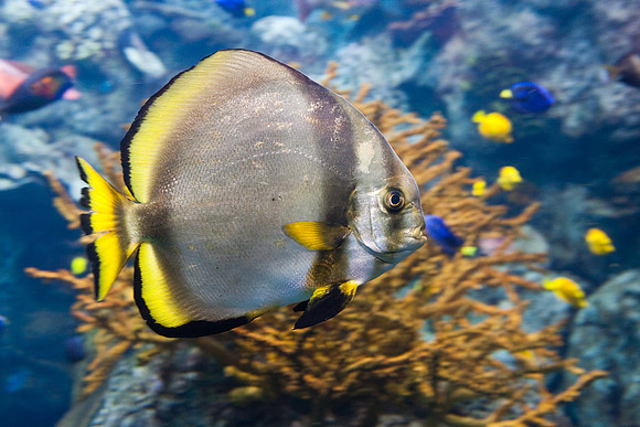 LB-aquarium-9932