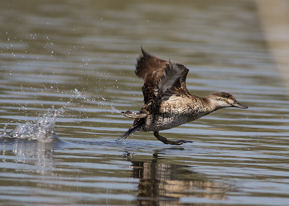 LakeHodges-2013-6860