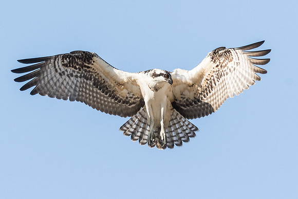 Look Dad I can fly....
