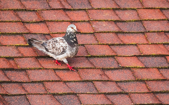 Roof walking......
