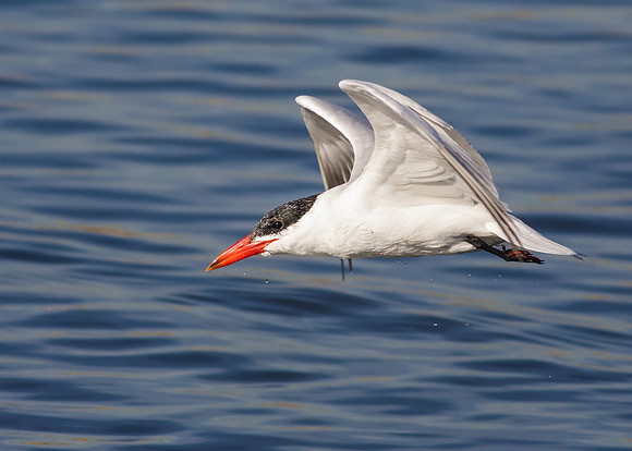 Caspian tern