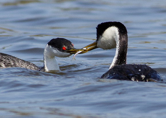 Keeping youngster well feed......
