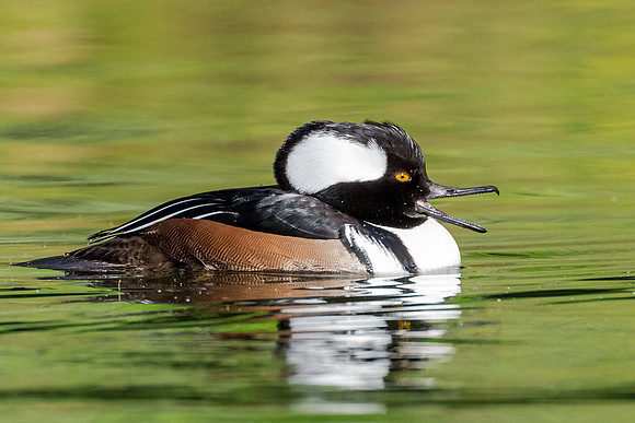Male Hooded Merganser