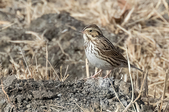Savannah sparrow