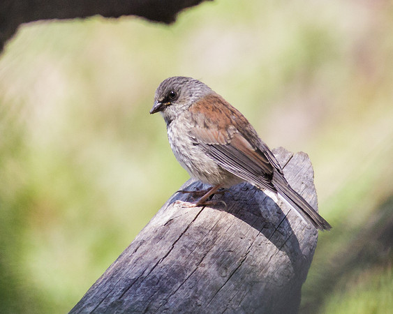 AZ-Mt Lemmon-2972
