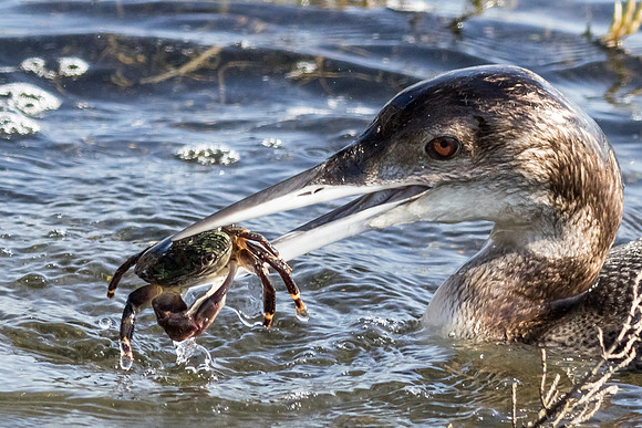 Nothing better than fresh crab....