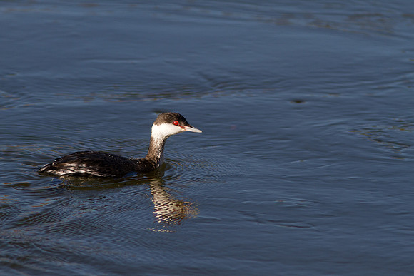 BolsaChica2011-0378