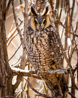 Long-eared Owl - Asio otus