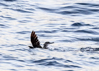 LB-WhaleWaching-2015-6688