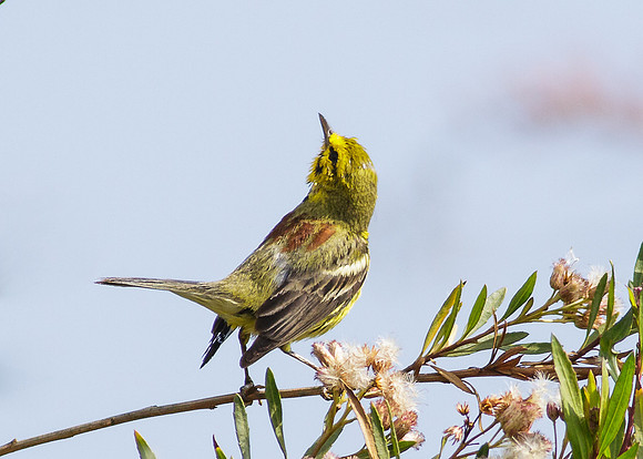Prairie Warbler