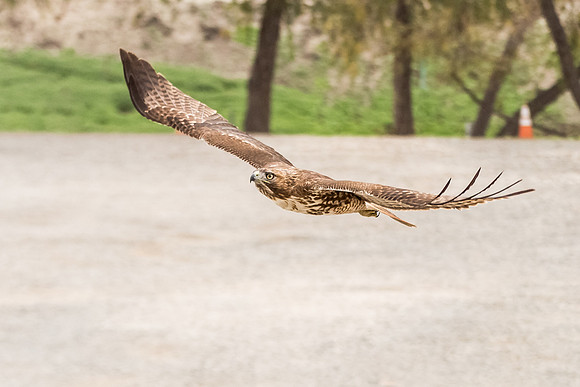 Red-tailed Hawk