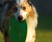 Riggs
