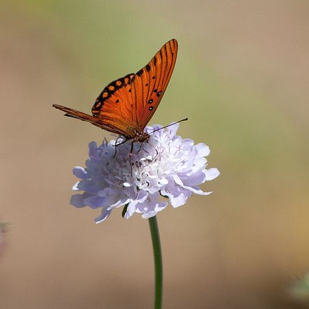 CSUF-arb-7909