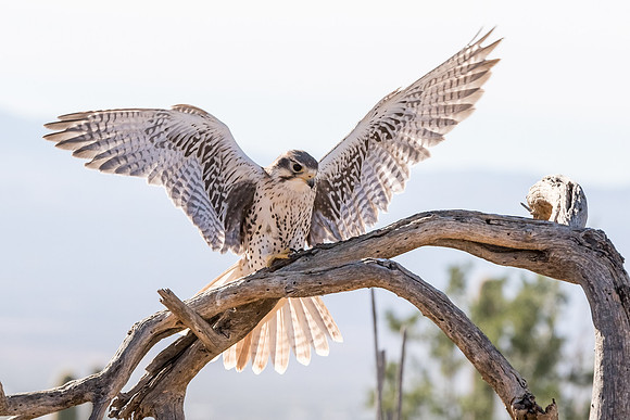 Prairie Falcon