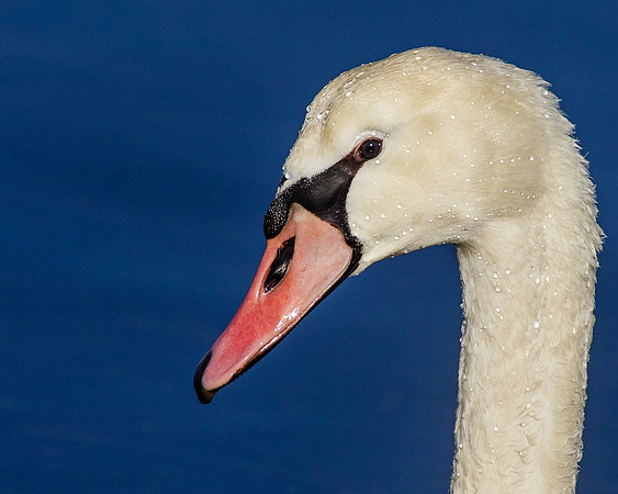 Mute Swan Headshot