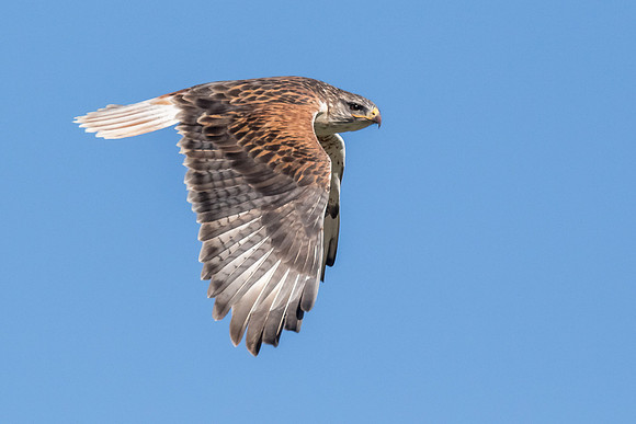 Flying free.....