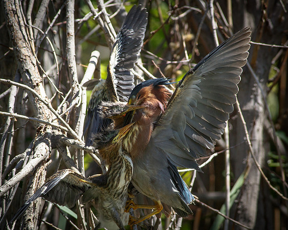 Feeding time can be rough.