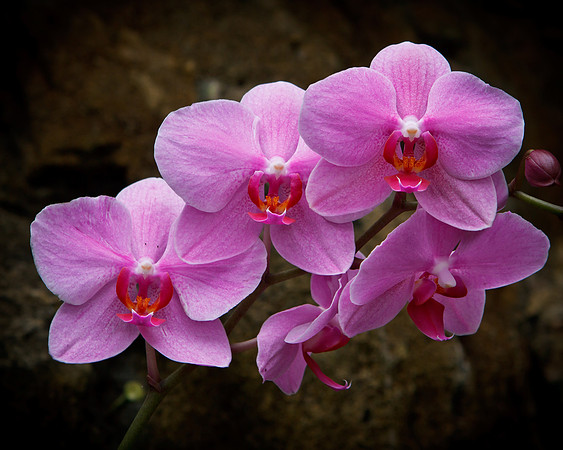 Pink Phalaenopsis orchids