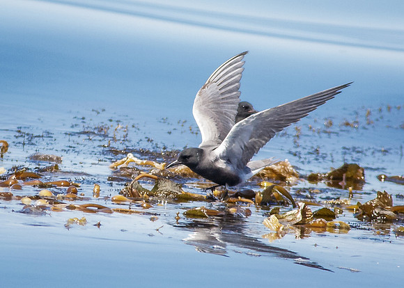 Black tern