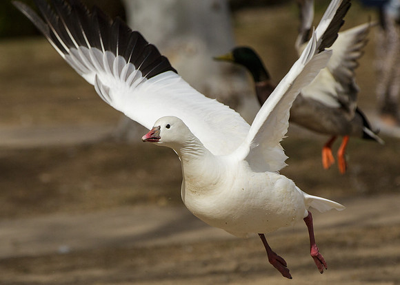Ross's Goose