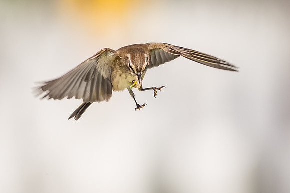 Palm Warbler