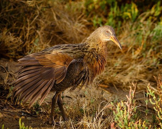 Ridgway's Rail