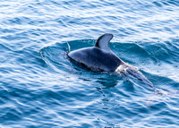 Pacific white-sided dolphin