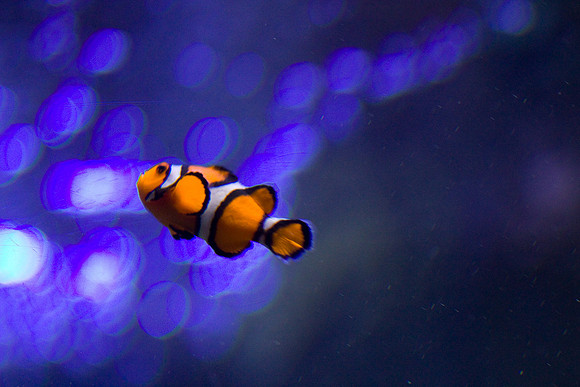 LB-aquarium-0514