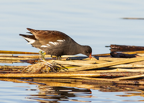 Coomon Moorhen