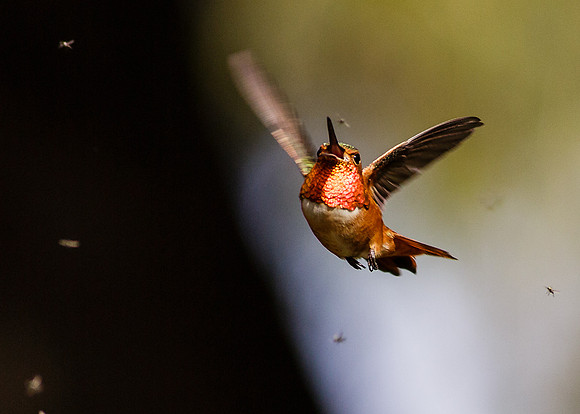 Chasing a meal.....