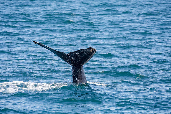 NB-whale watching-5581