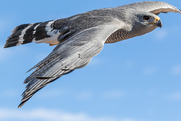 Gray Hawk