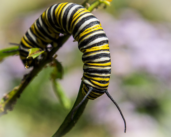 Monarch caterpillar