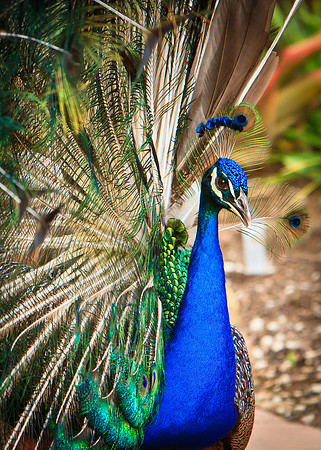 Peacock