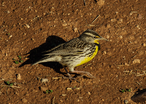 AZ-Scottsdale-13-0135
