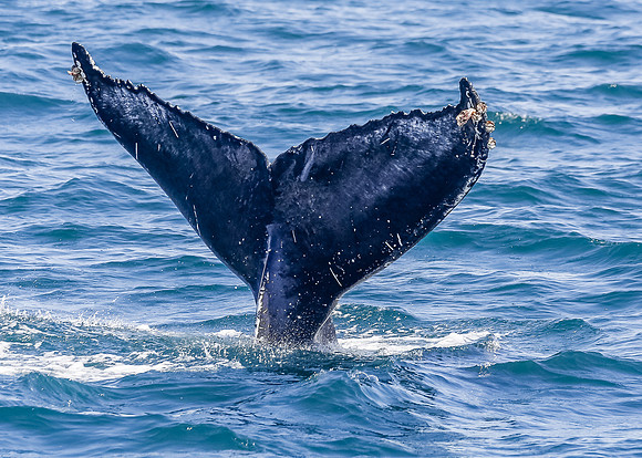 NB-whale watching-5583