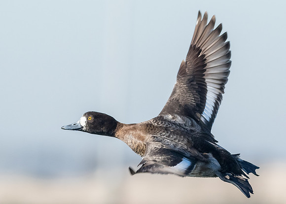Scaup in flight...