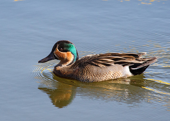 BolsaChica2013-4767