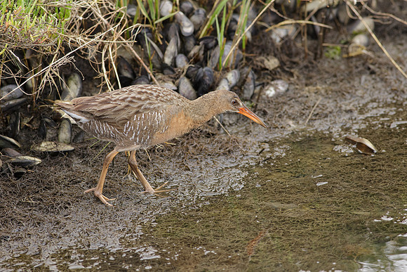 BolsaChica-2013-0986