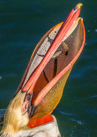 Down the hatch