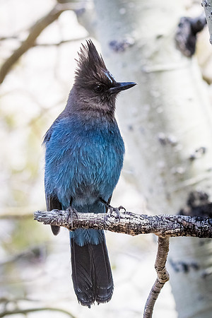 Steller’s Jay