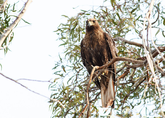Female Red-Tailed Hawk