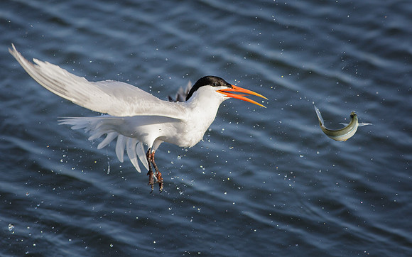 The fish that almost got away