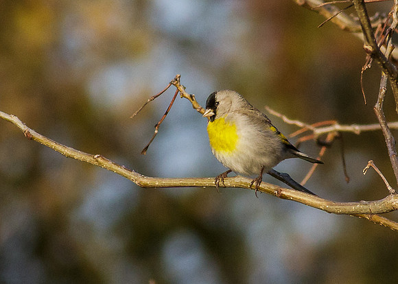 Lawrence's Goldfinch