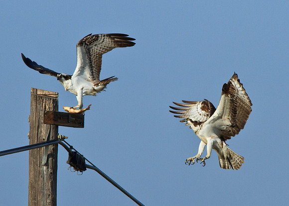 Osprey