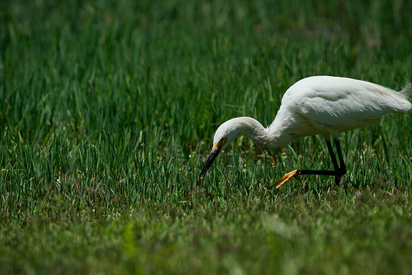 HB-Central Park2011-7304