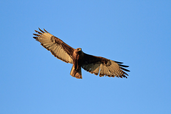 Red-Tailed Hawk female
